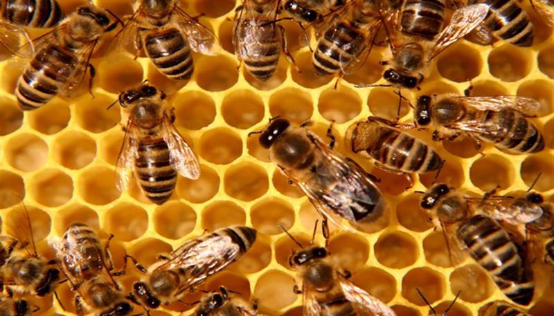 Il favoloso mondo delle api